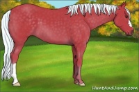 Horse Color:Watercolor Liver Chestnut 