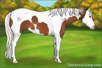 Horse Color:Silver Bay Splash Tobiano 