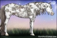 Horse Color:Liver Chestnut Ice Sabino Rabicano 