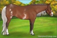 Horse Color:White Spotted Silver Bay Splash