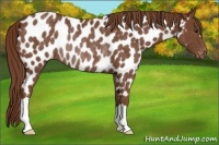 Horse Color:Chestnut Near Leopard Rabicano 