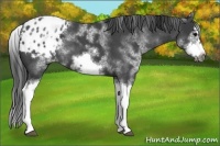 Horse Color:White Spotted Blue Roan Splash Frame Varnish 