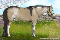 Horse Color:White Spotted Liver Red Dun