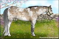 Horse Color:White Spotted Bay Dun Splash Brindle 