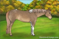 Horse Color:Chocolate Palomino Tobiano 