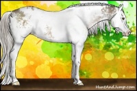Horse Color:White Spotted Chocolate Palomino Splash 