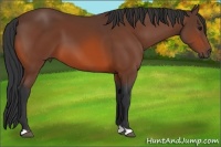 Horse Color:Bay 