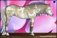 Horse Color:White Spotted Chocolate Palomino Dun Splash Rabicano