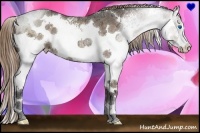 Horse Color:White Spotted Liver Chestnut Ice Splash Rabicano