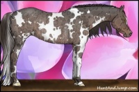 Horse Color:White Spotted Liver Chestnut Ice Rabicano