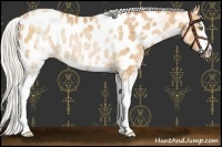 Horse Color:White Spotted Silver Bay Pearl Sabino Appaloosa Rabicano