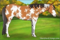 Horse Color:White Spotted Buckskin Sabino 