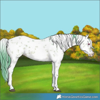 Horse Color:Watercolor White Spotted Buckskin Chinchilla Dun Sabino Rabicano
