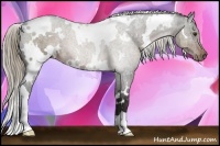 Horse Color:White Spotted Liver Chestnut