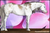 Horse Color:White Spotted Liver Chestnut Splash 