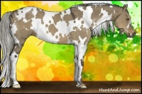 Horse Color:White Spotted Liver Red Dun 
