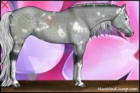 Horse Color:White Spotted Silver Grullo Chinchilla 
