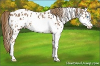 Horse Color:Chestnut Splash Frame Near Leopard Rabicano 