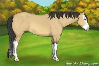 Horse Color:Buckskin Dun Splash