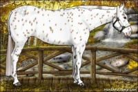 Horse Color:Liver Red Dun Appaloosa