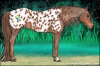 Horse Color:Chestnut Appaloosa 