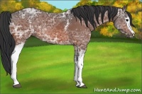 Horse Color:White Spotted Bay Ice