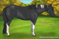 Horse Color:Black Tobiano 