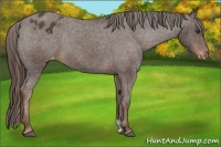 Horse Color:Liver Chestnut Appaloosa 