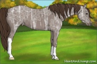 Horse Color:Liver Chestnut Ice 