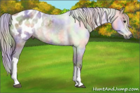 Horse Color:Gray Nacre Brown Appaloosa 