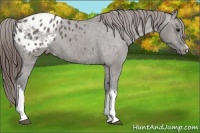 Horse Color:Grullo Varnish