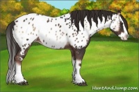 Horse Color:Liver Red Onyx Sabino Splash Near Leopard 