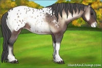 Horse Color:Brown Onyx Appaloosa 