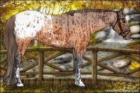 Horse Color:Brown Blanket and Buckskin Blanket