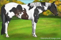 Horse Color:White Spotted Brown Tobiano 