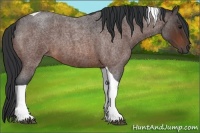 Horse Color:Brown Roan Tobiano