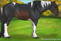 Horse Color:Brown Tobiano Rabicano 