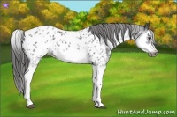 Horse Color:White Spotted Blue Roan Splash Frame Appaloosa 