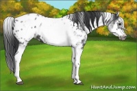 Horse Color:White Spotted Blue Roan Splash Frame Appaloosa 