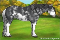 Horse Color:White Spotted Blue Roan Splash Frame Appaloosa