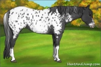 Horse Color:White Spotted Blue Roan Splash Frame Appaloosa