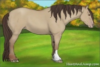 Horse Color:Classic Champagne Dun 