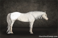 Horse Color:Chocolate Palomino Roan Dun Appaloosa