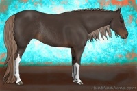 Horse Color:Liver Chestnut Rabicano 