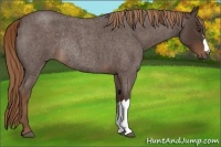 Horse Color:Liver Red Roan Rabicano 