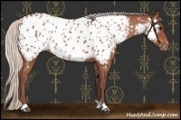 Horse Color:Chocolate Silver Bay Appaloosa