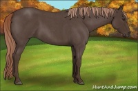 Horse Color:Liver Red Roan Rabicano 
