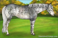 Horse Color:Liver Chestnut Rabicano  and Silver Blue Onyx Chinchilla Splash 