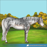 Horse Color:Liver Chestnut Mushroom Rabicano  and Silver Blue Onyx Chinchilla Splash 