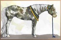 Horse Color:White Spotted Silver Black Chinchilla Sabino 